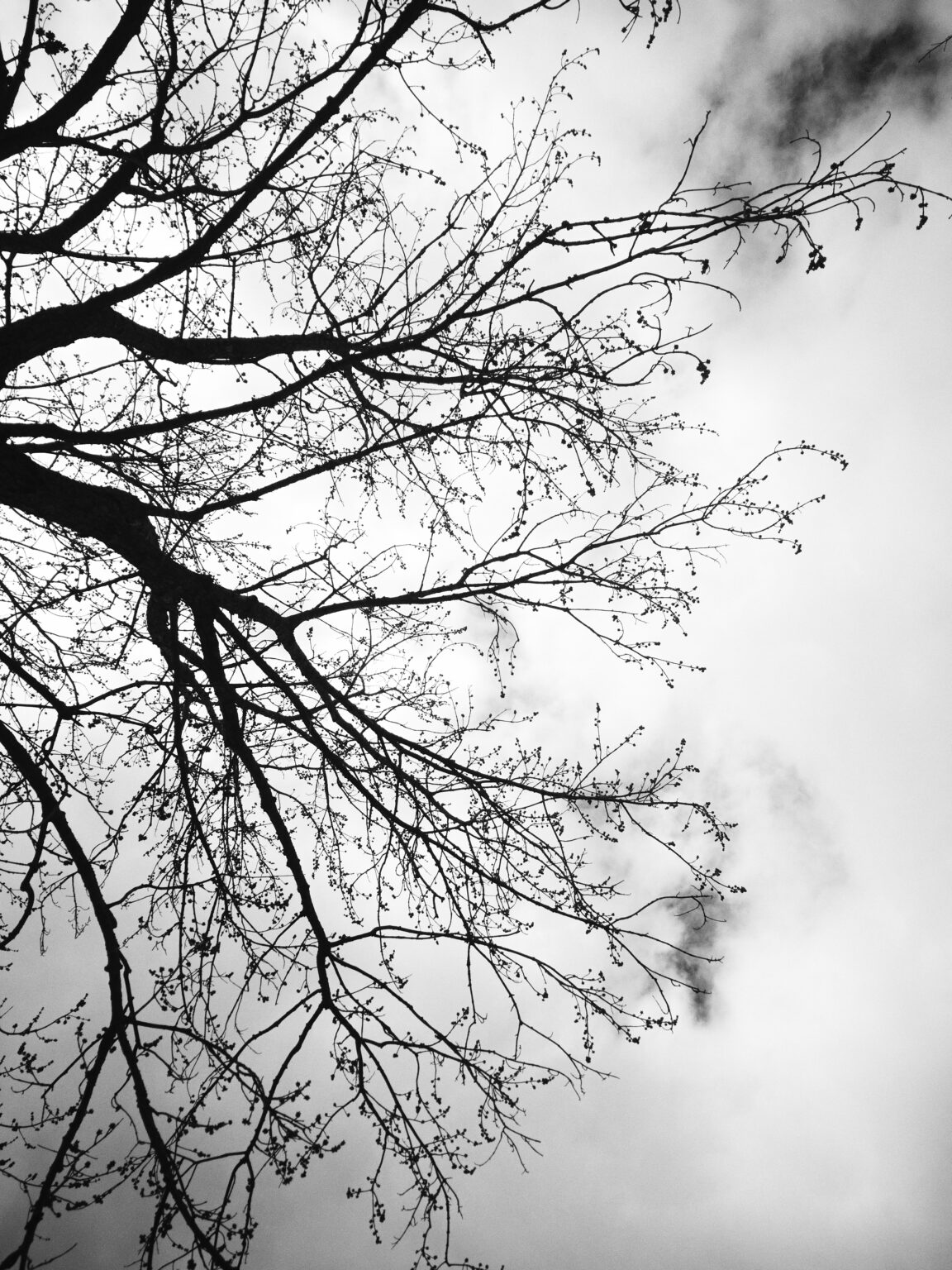 Wood Tree Branches Royalty Free Photo