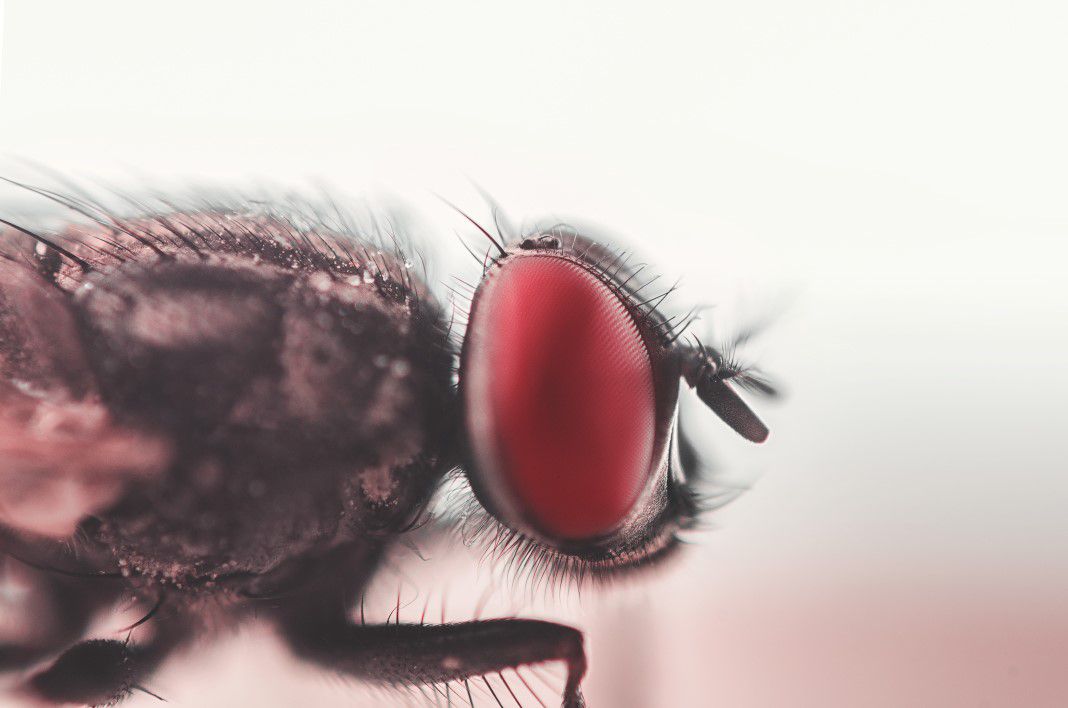 Insect Fly Red Eyes Macro Free Stock Photo NegativeSpace