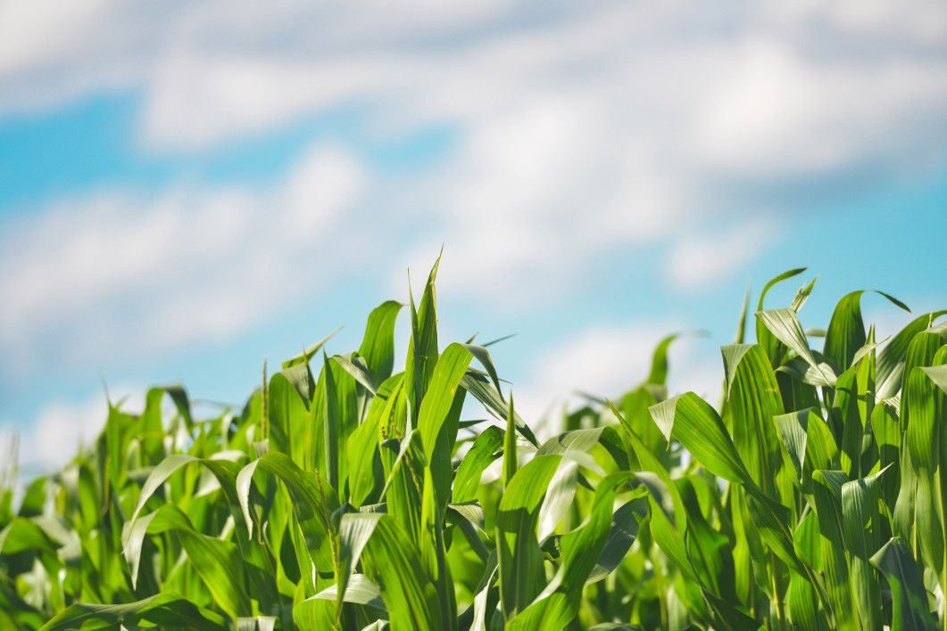 Farm Field and Blue Sky