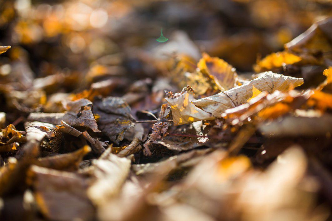 Autumn Leaves Forest