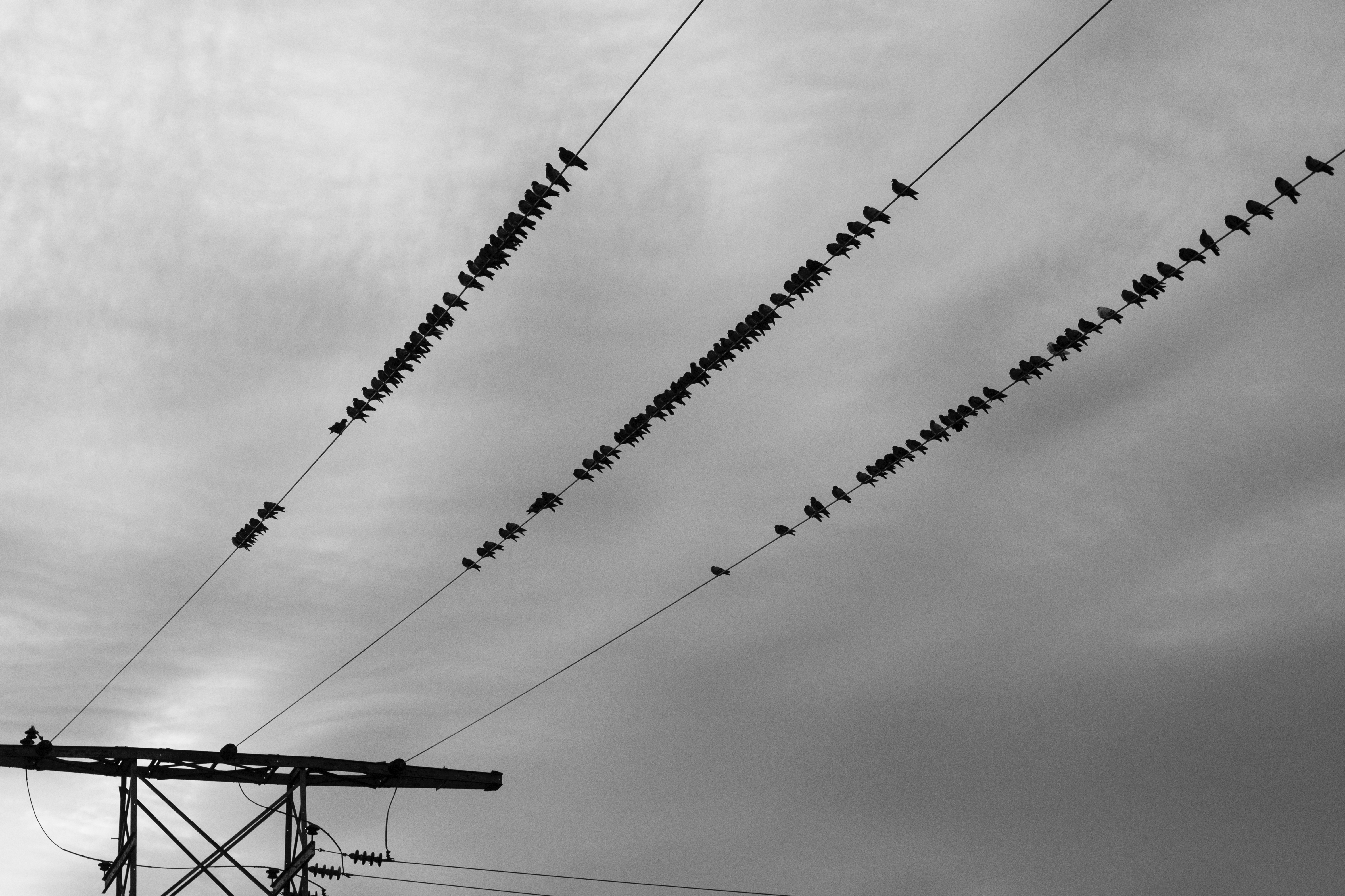 Birds on a Wire