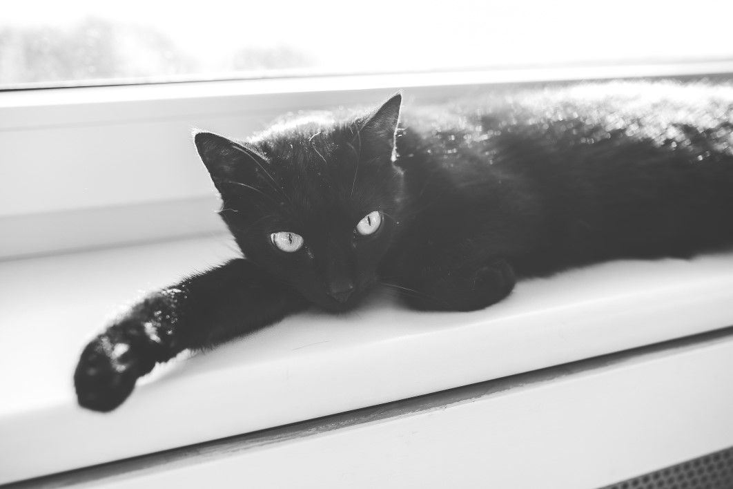 Black Cat in Black and White