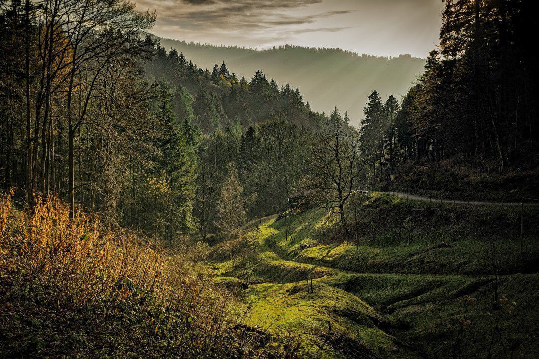 black forest near me