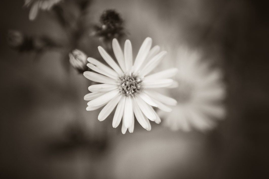 Black White Flower