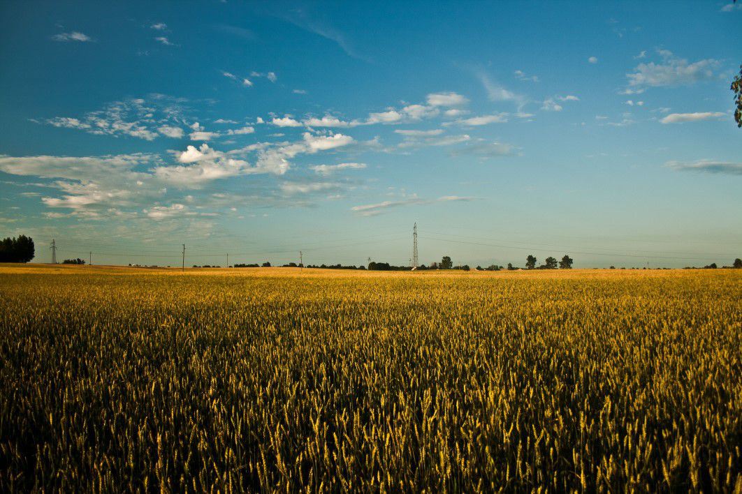 Blue Sky Field of Grain