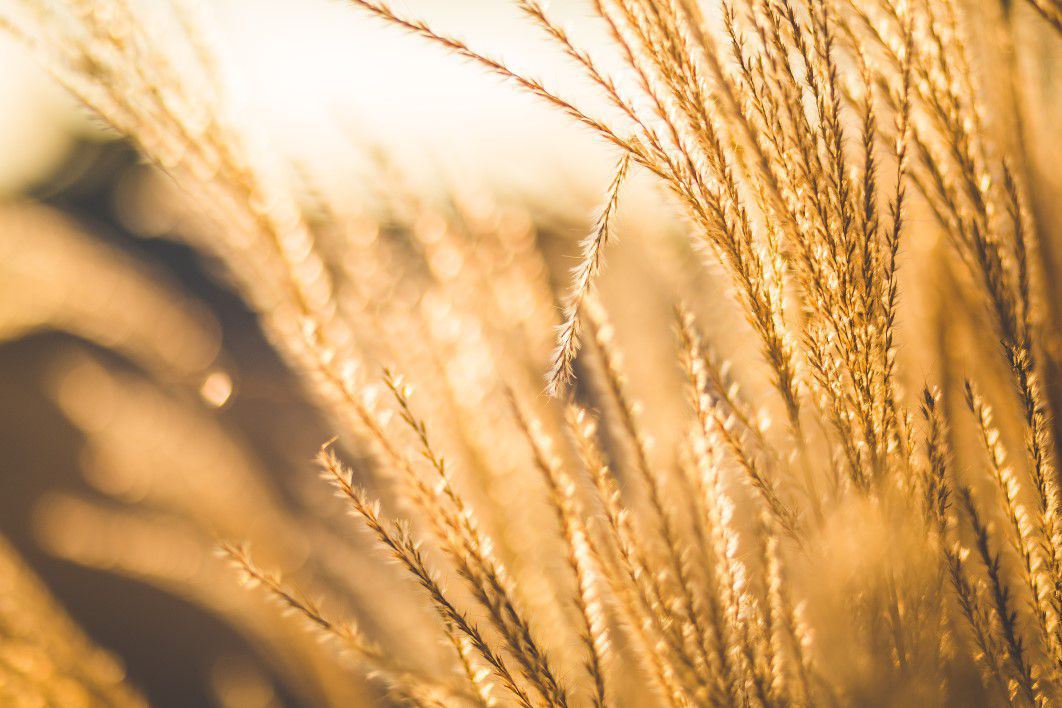 Brown Leaf Plant at Sunset