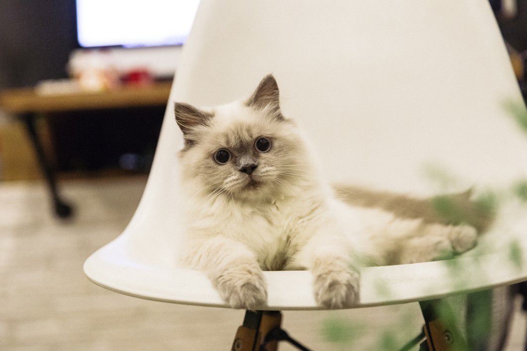 Cat with Large Eyes on Chair