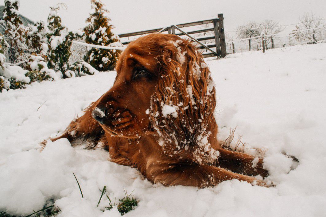 Dog Snow