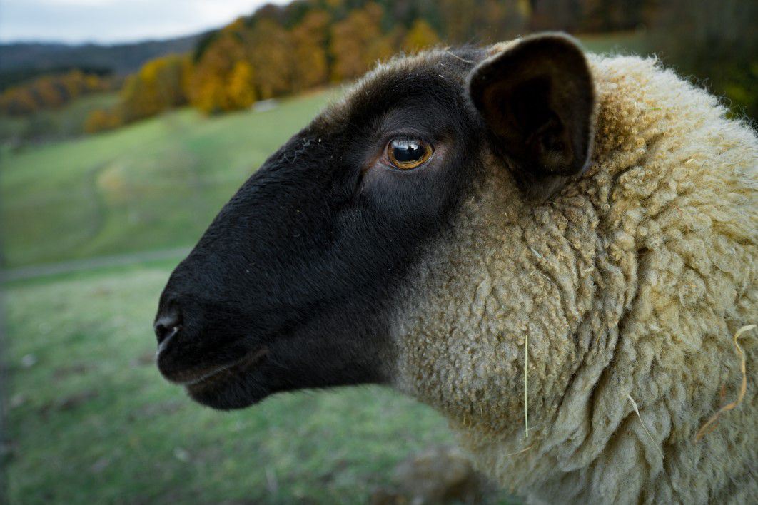 Closeup Sheep Farm