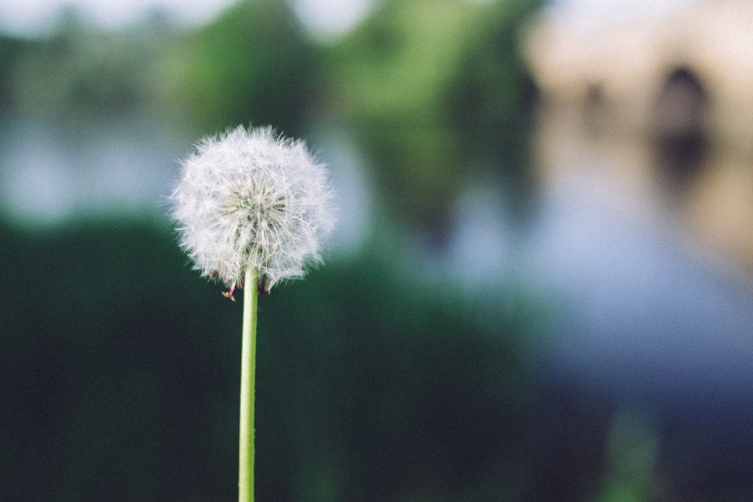 Dandelion in the Daytime