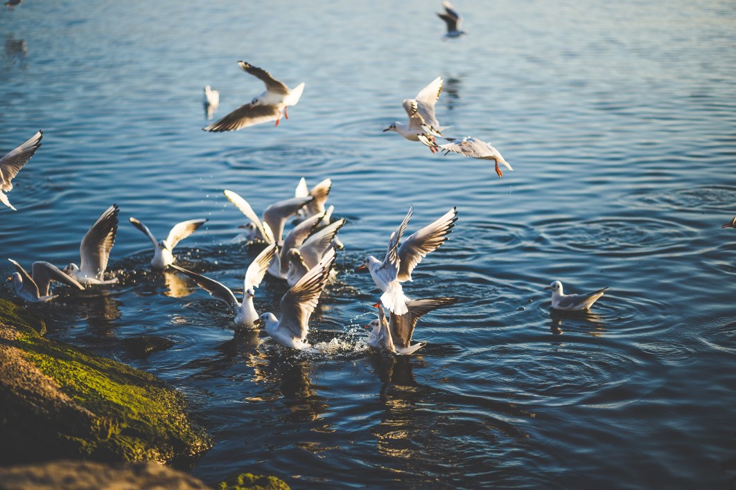 Flock of Birds Flying and Diving