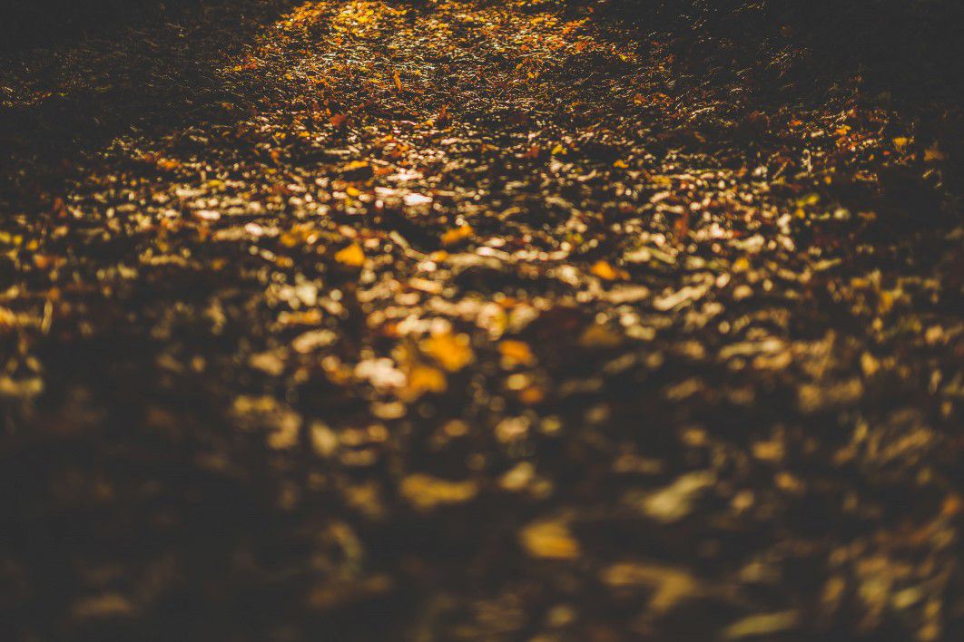 Forest Floor Leaves Autumn