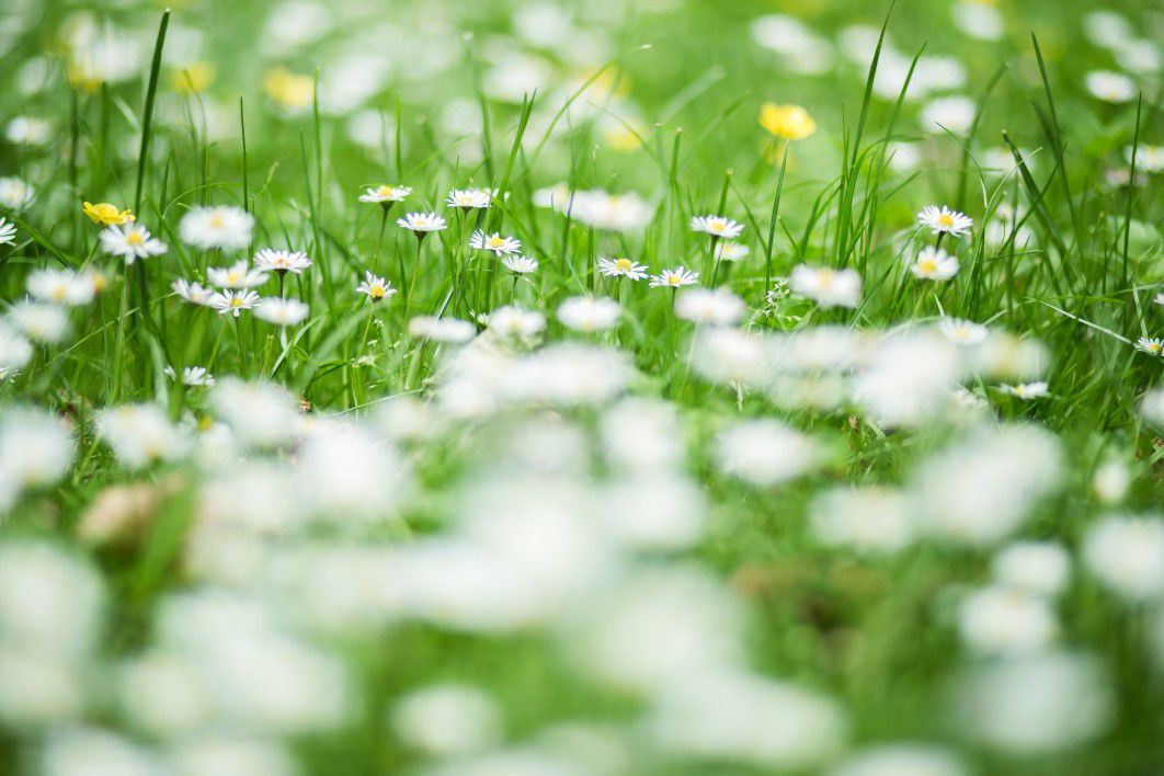 Grass and Daisies at the Park