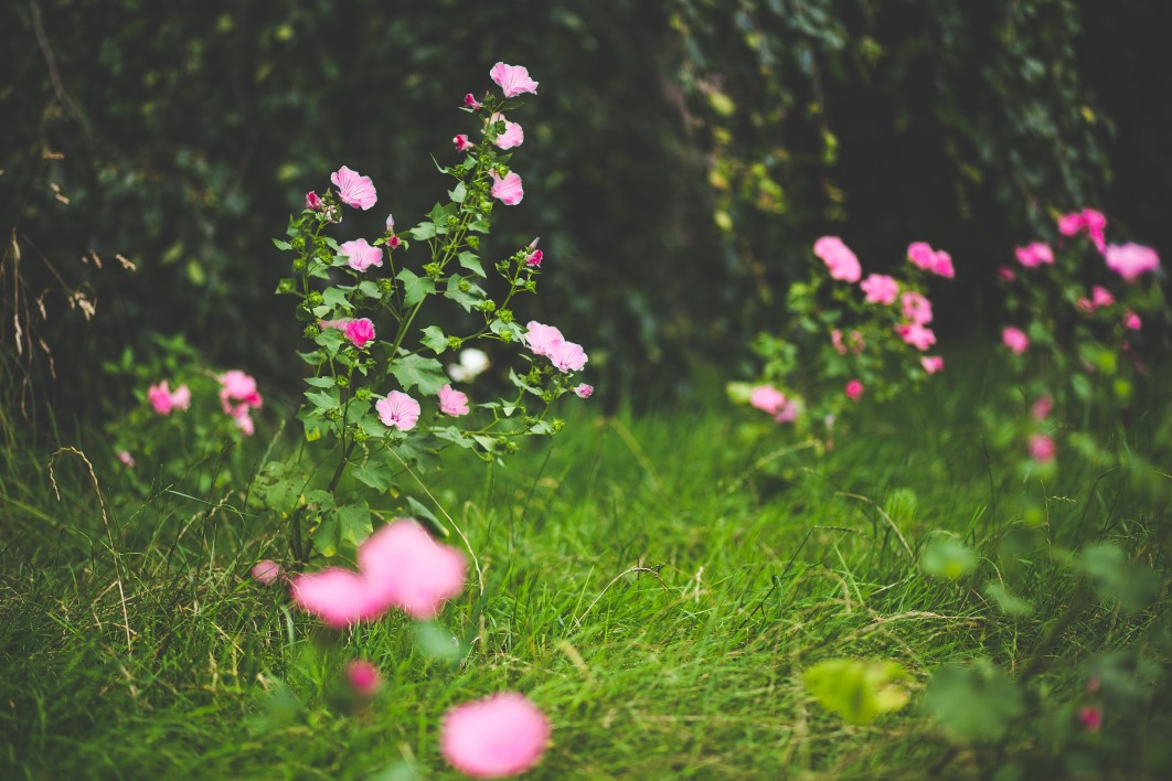 Pink Petal Flowers