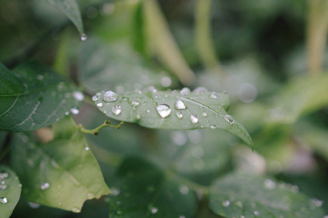 Rain Drops Green Leaf