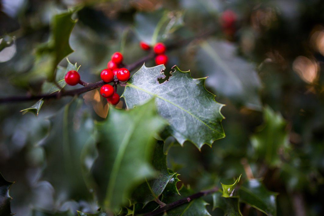 Seasonal Holly Plant