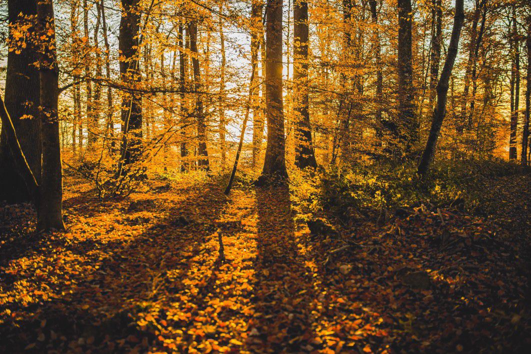 Shadow Autumn Forest