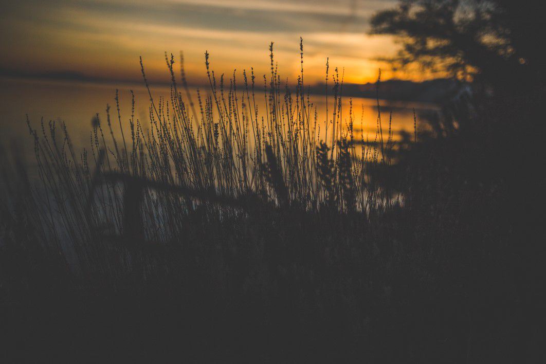 Silhouette of Grass Near Water