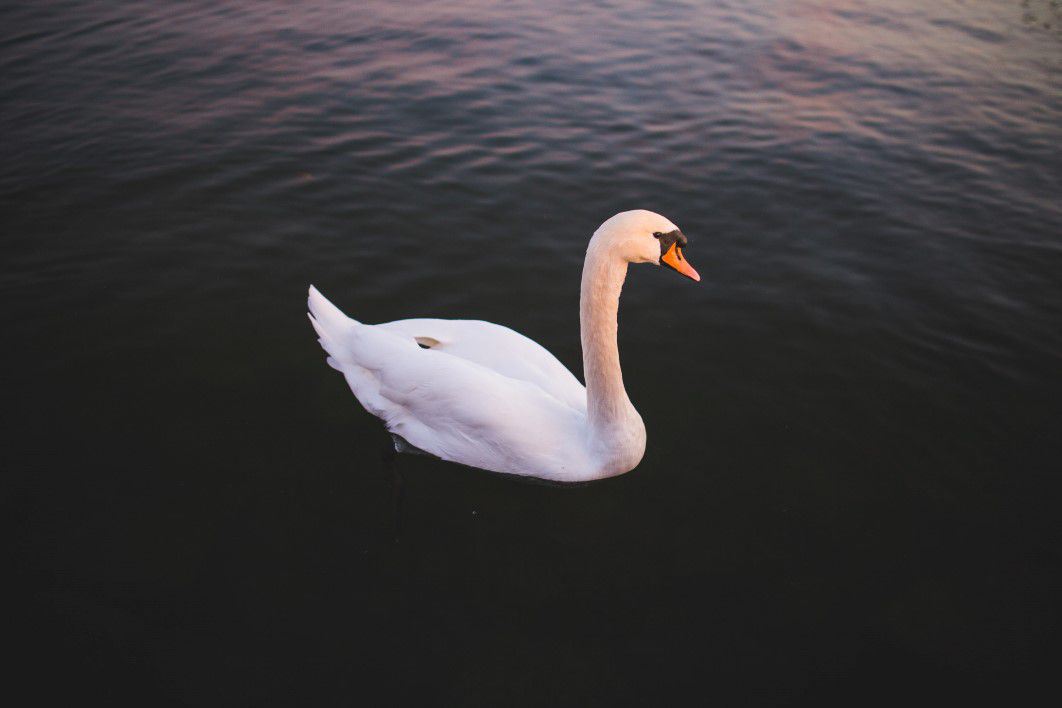 Single Swan Water