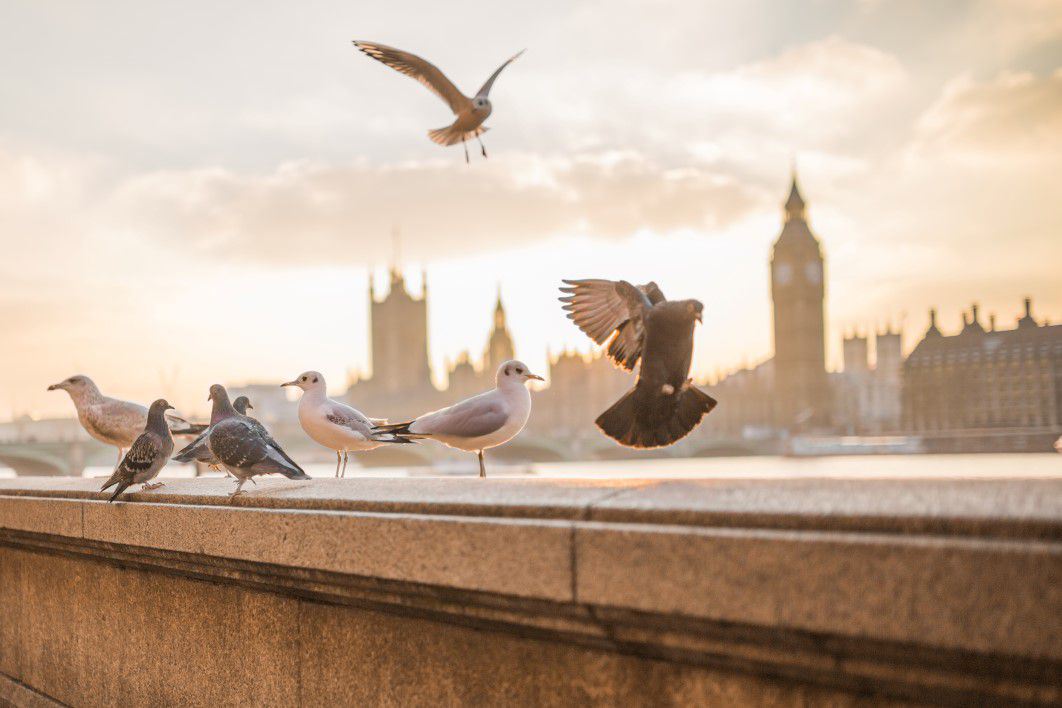 Flying Birds in London