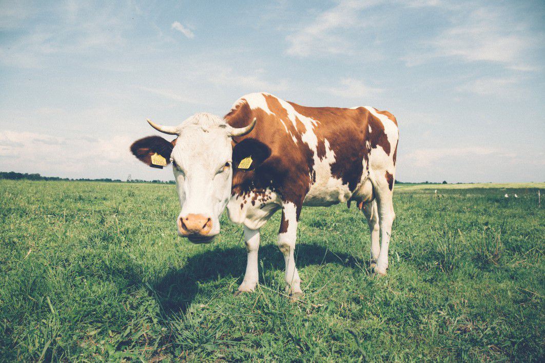 White and Brown Cow in Field