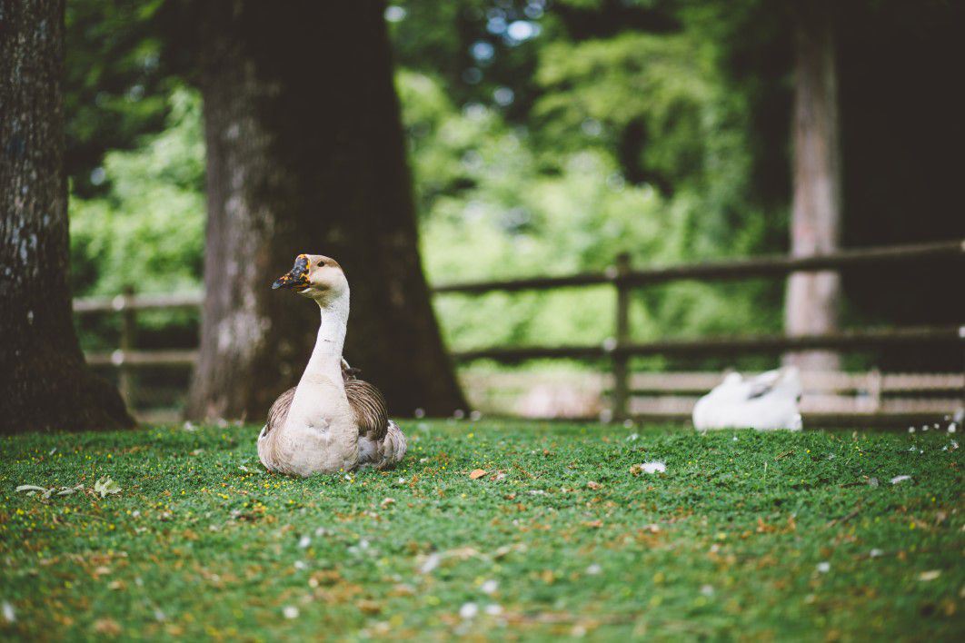 White & Brown Goose on Grass