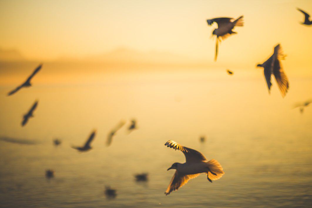 White Seagulls at Beach