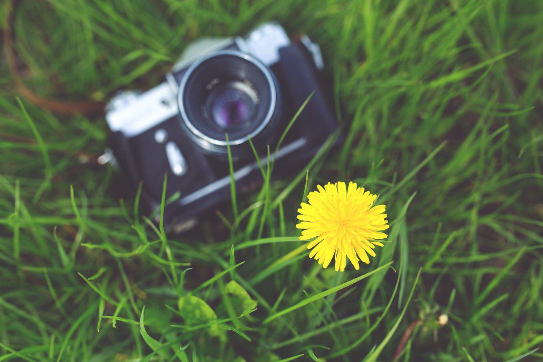 Yellow Flower and Camera