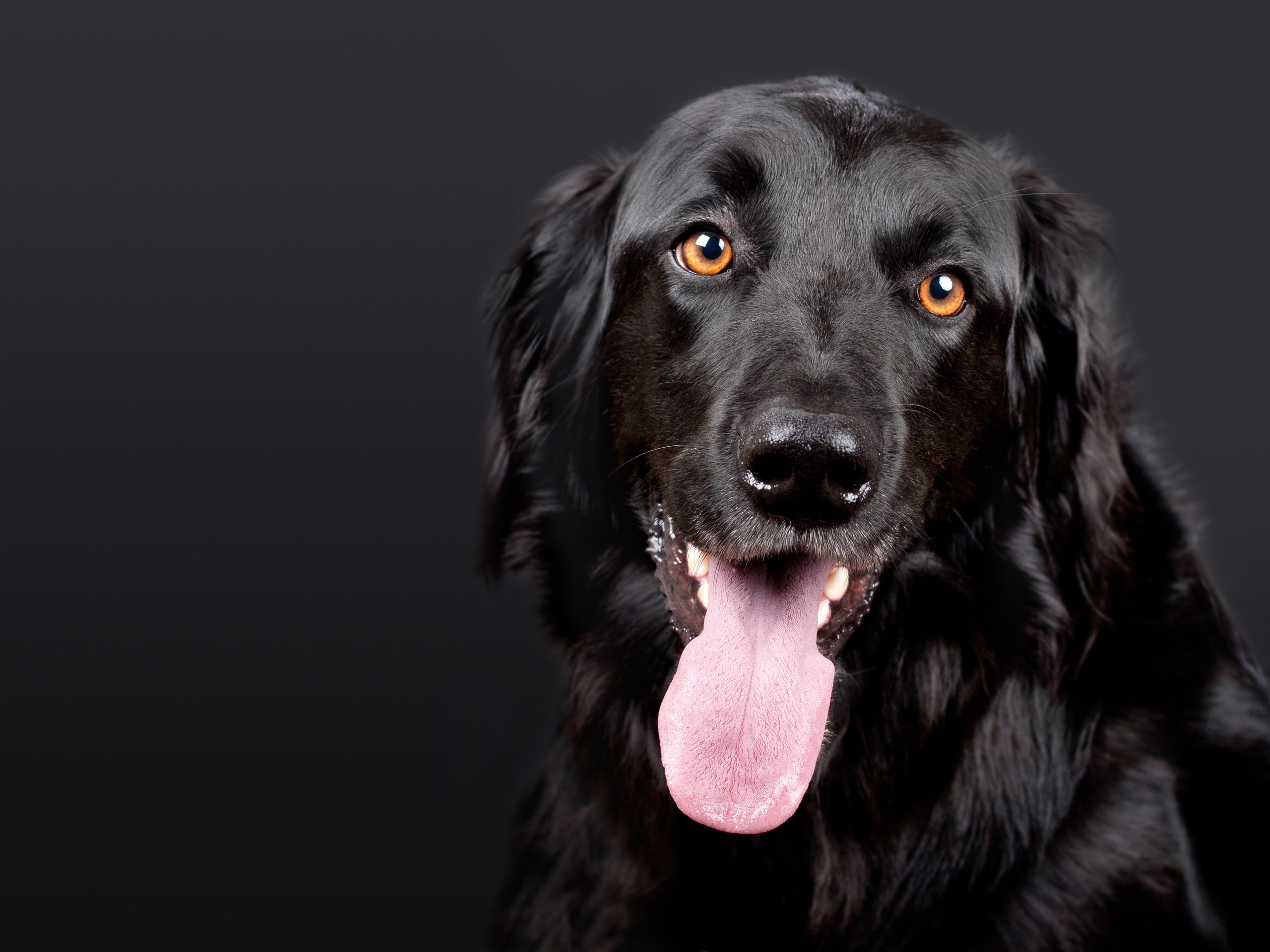 Black Dog Lab Retriever