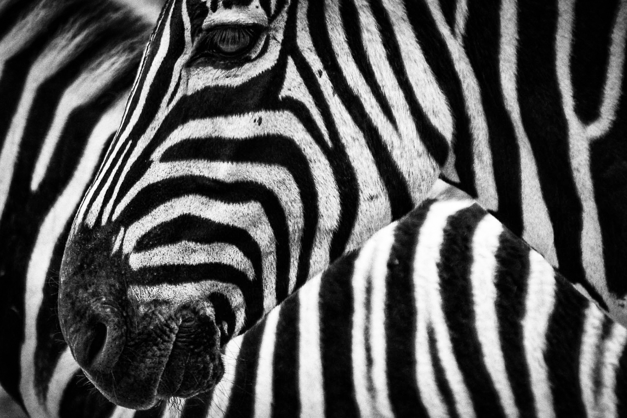 Black White Zebra