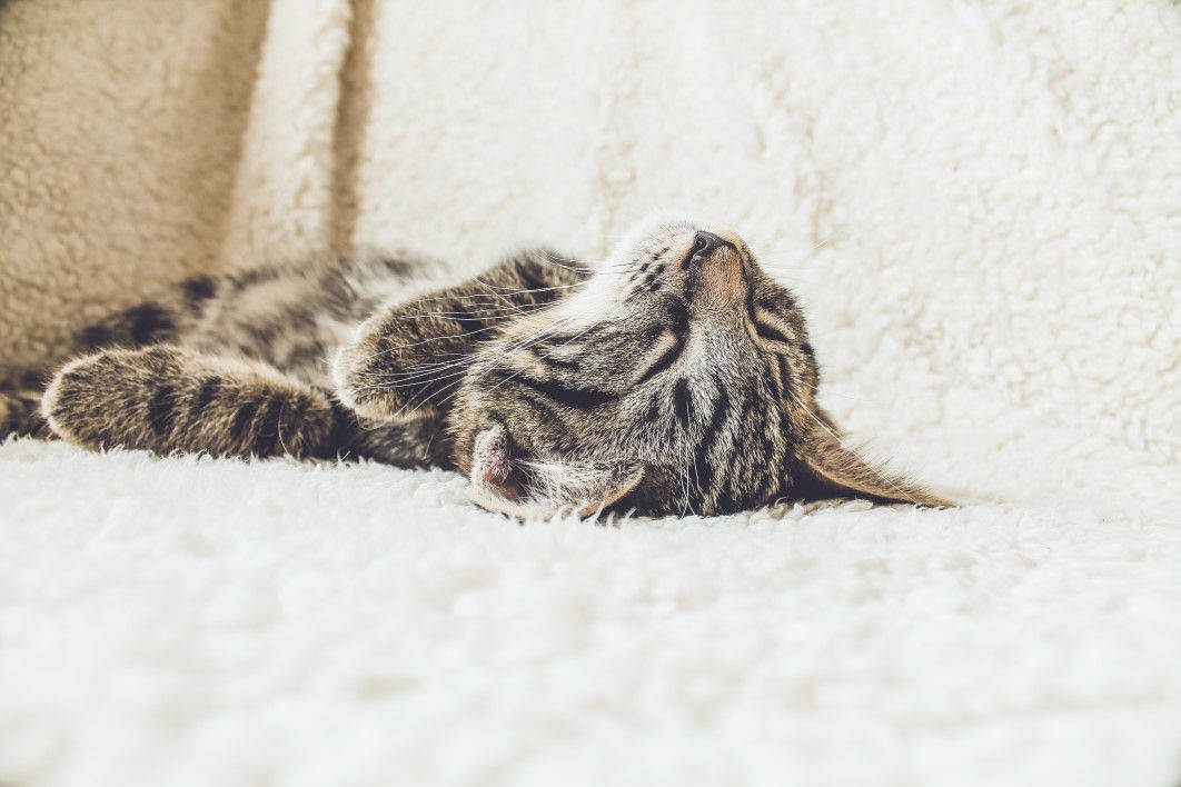 Brown Tabby Kitten Cat Sleeping