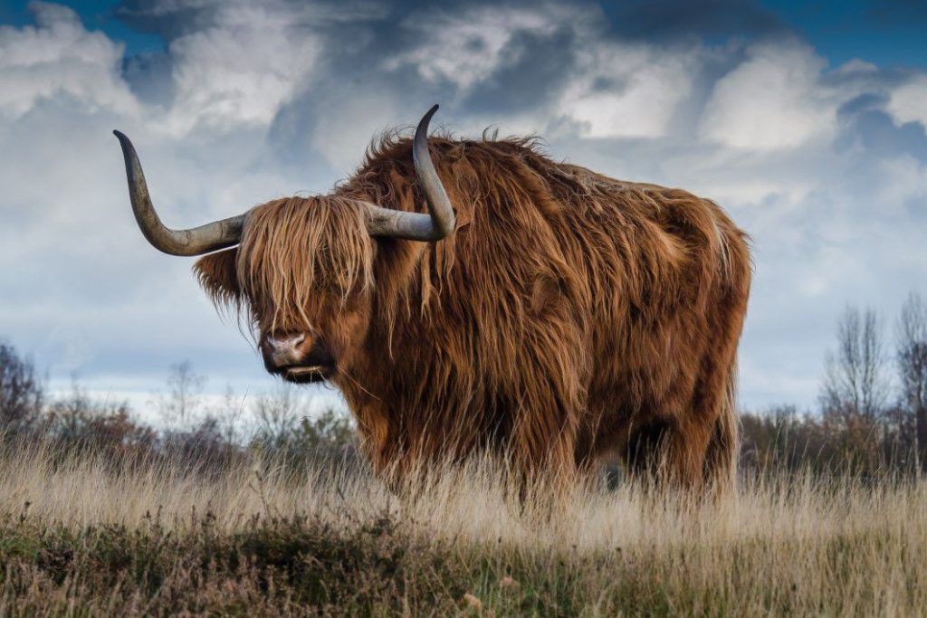 Brown Yak Field Free Stock Photo - NegativeSpace