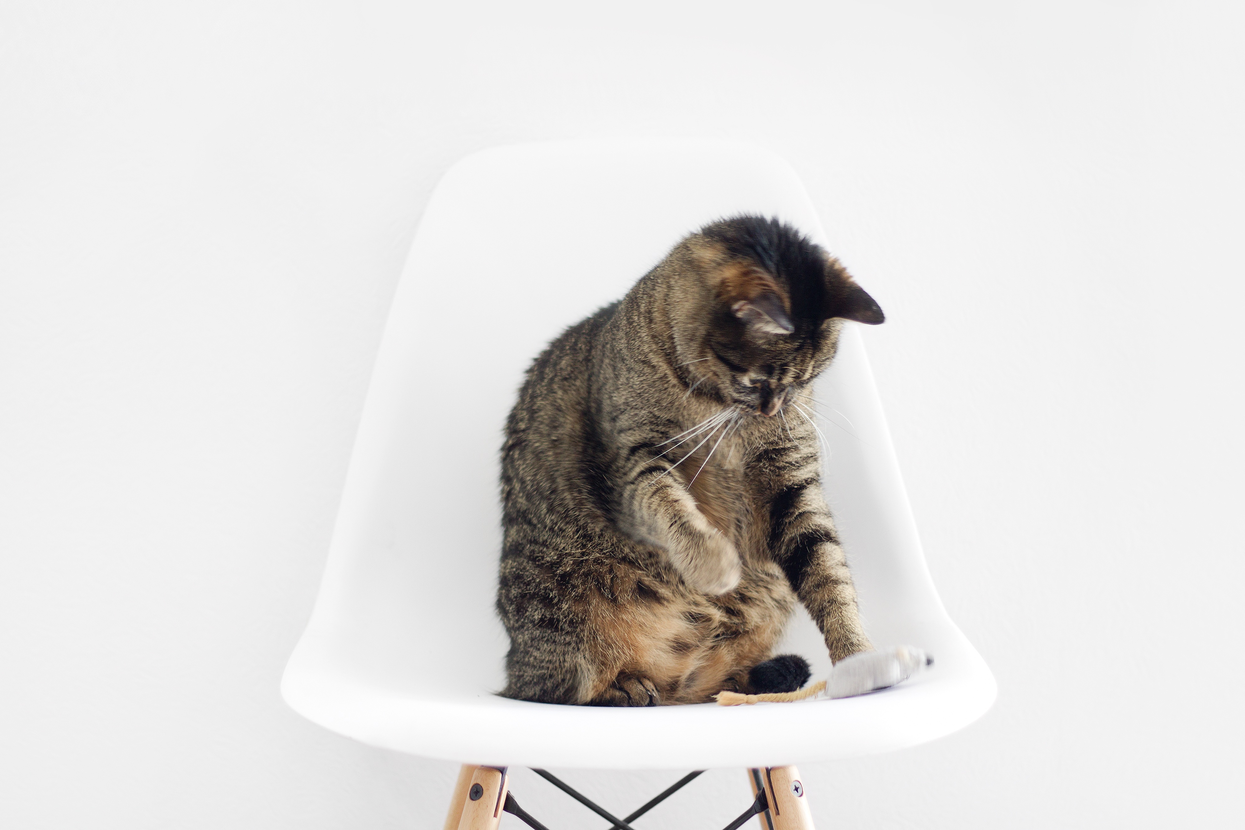 Cat White Chair Minimal