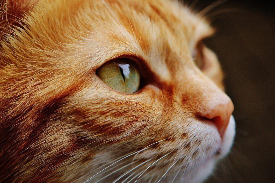 Closeup Cat