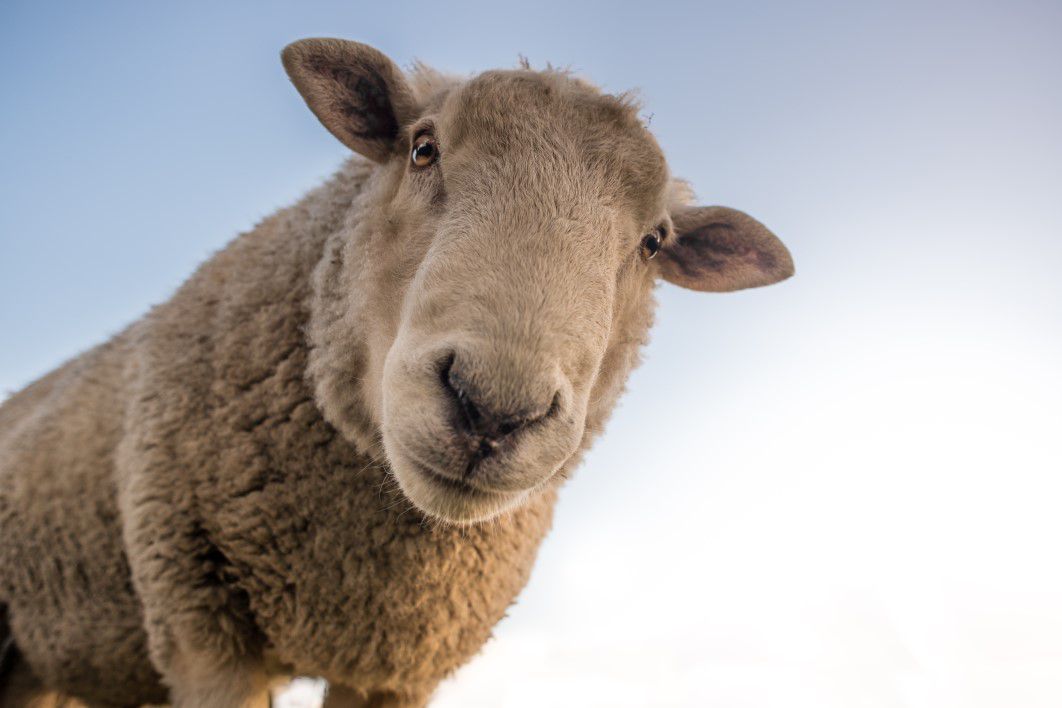 Curious Sheep Blue Sky Closeup