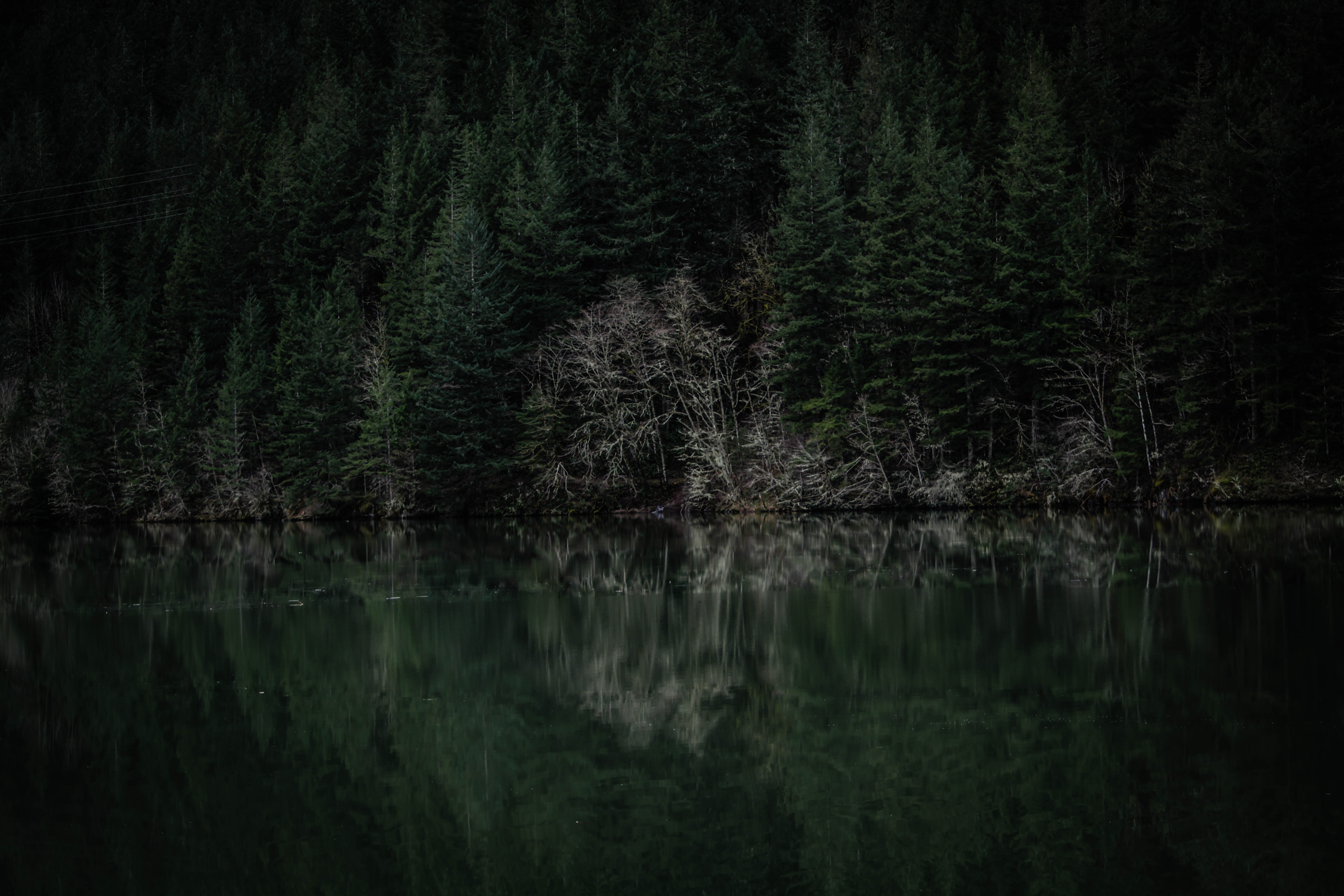Dark Dawn Lake Forest