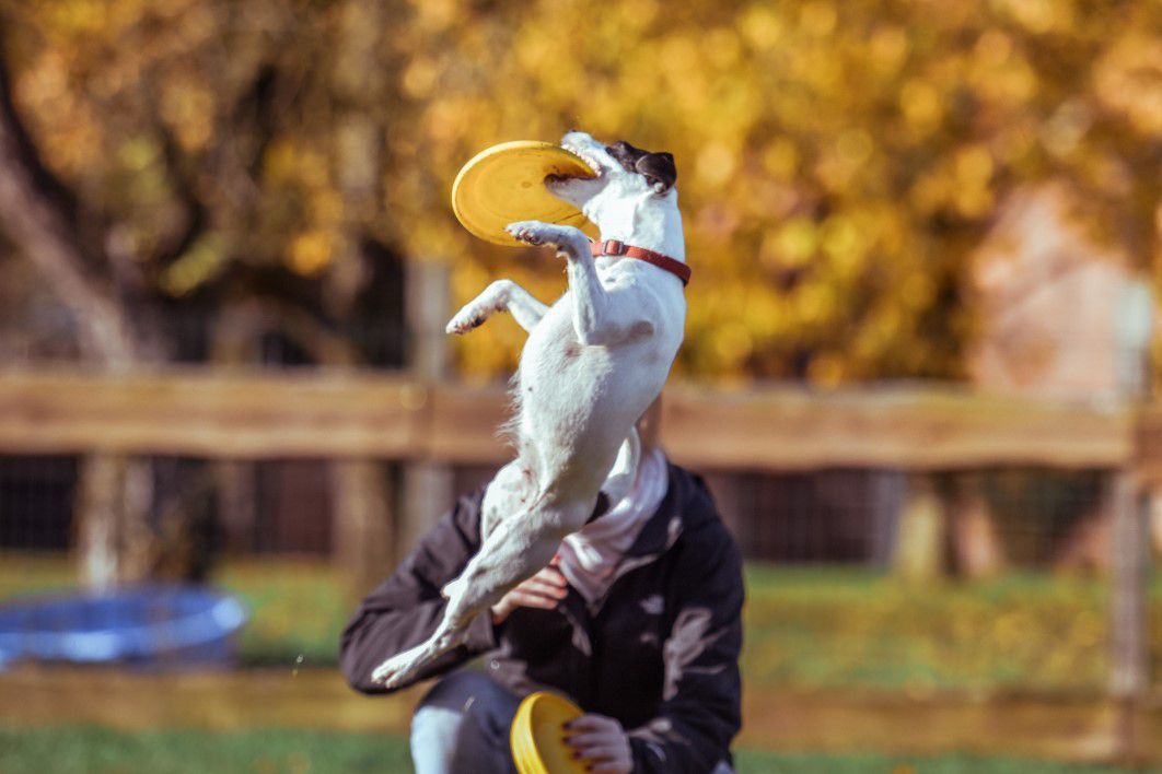 Dog Jumping Frisbee Happy