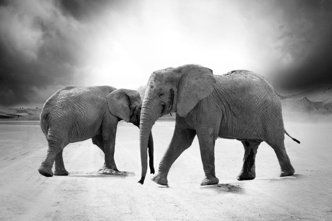 Grayscale Elephant Animals Africa