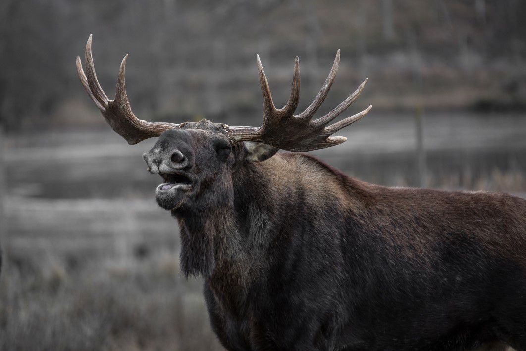 Large Brown Moose