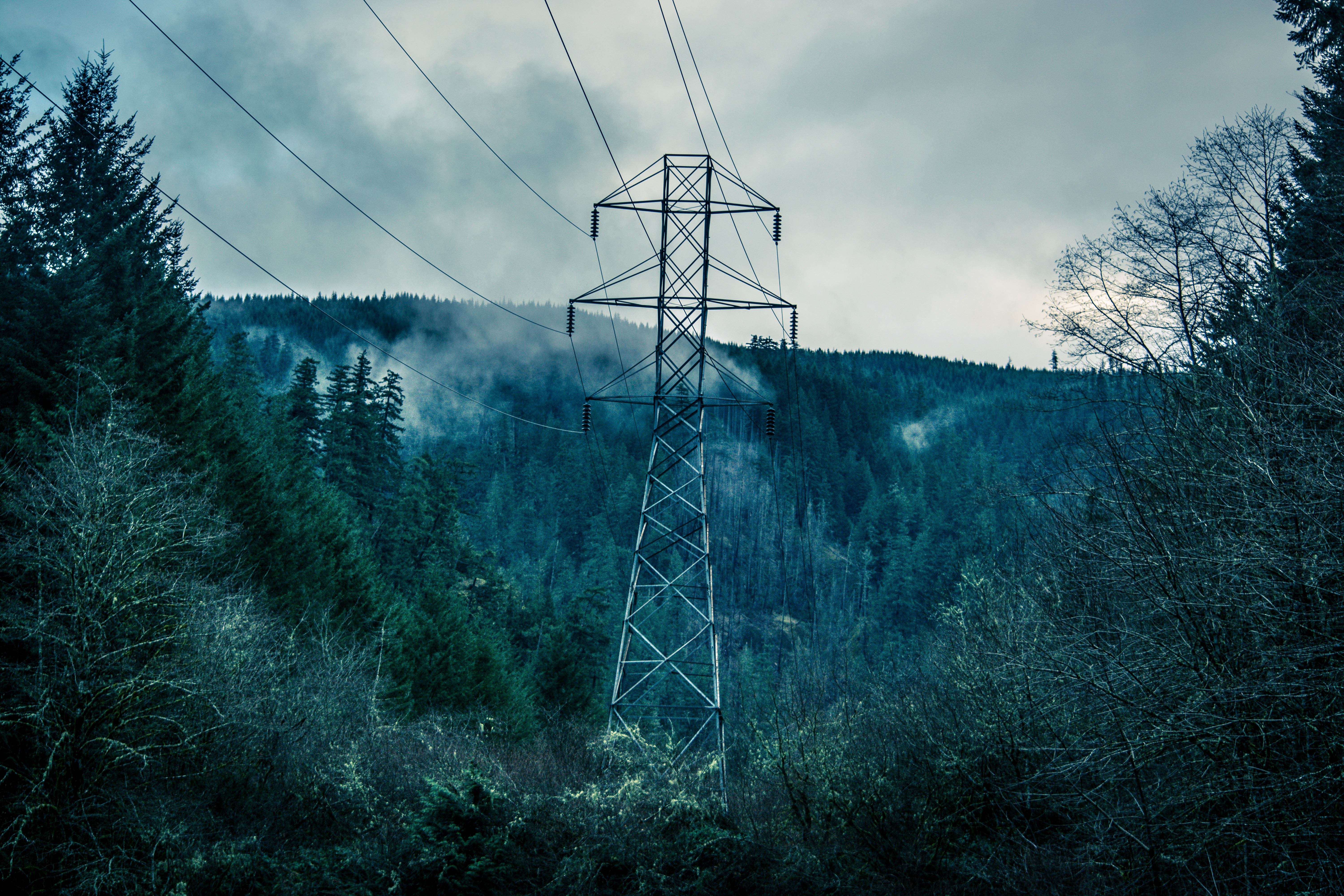 Power Lines Forest Trees