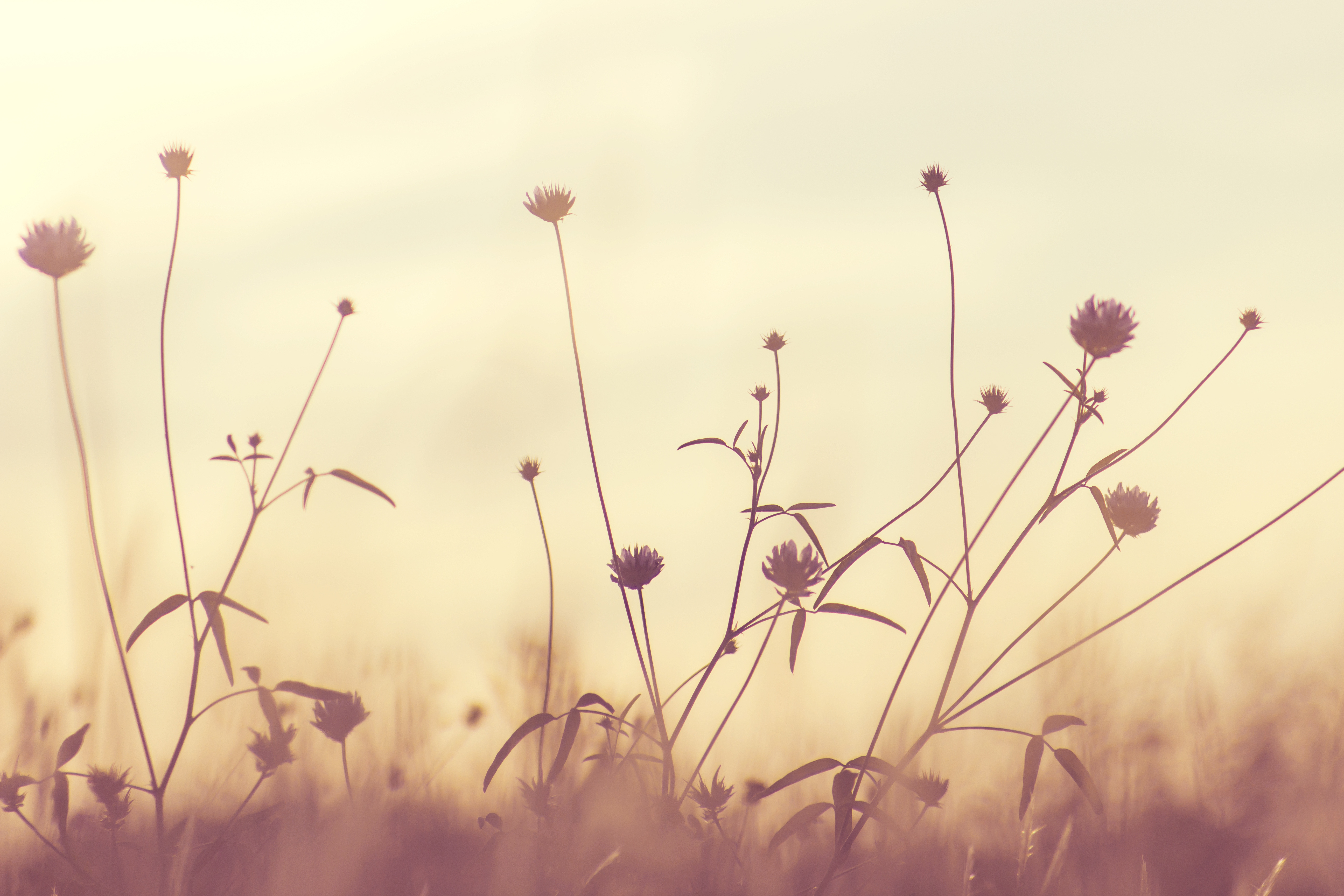 Purple White Dandelion Flower