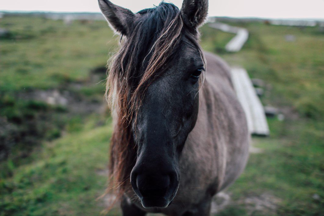 Stylish Horse Field