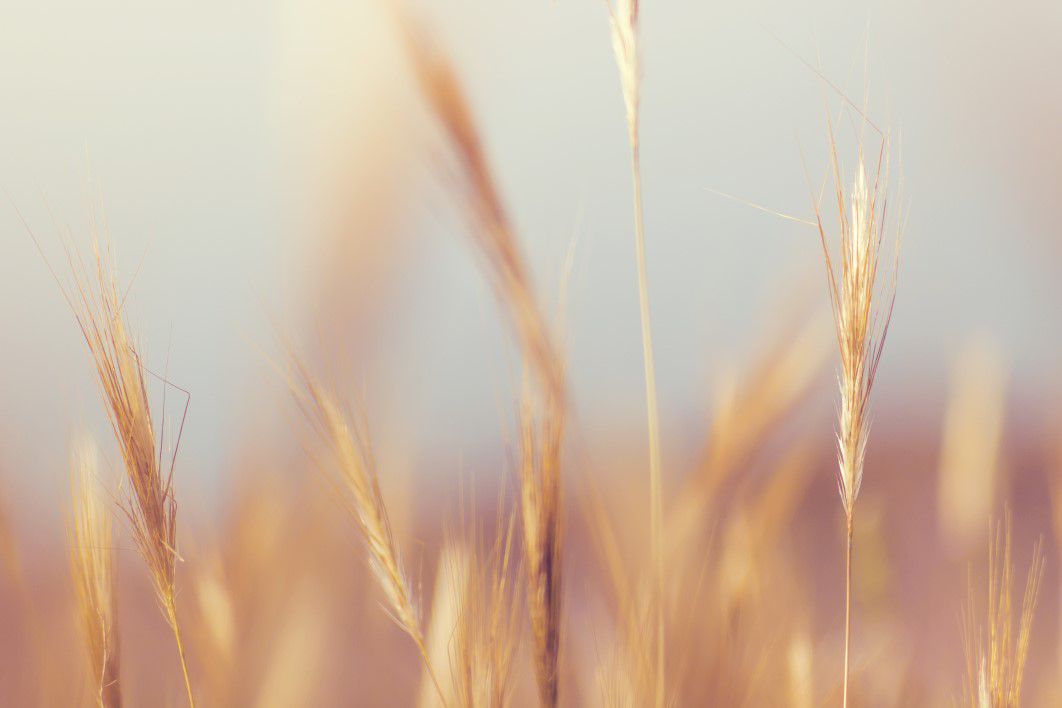 Wheat Crop Farmland Blur