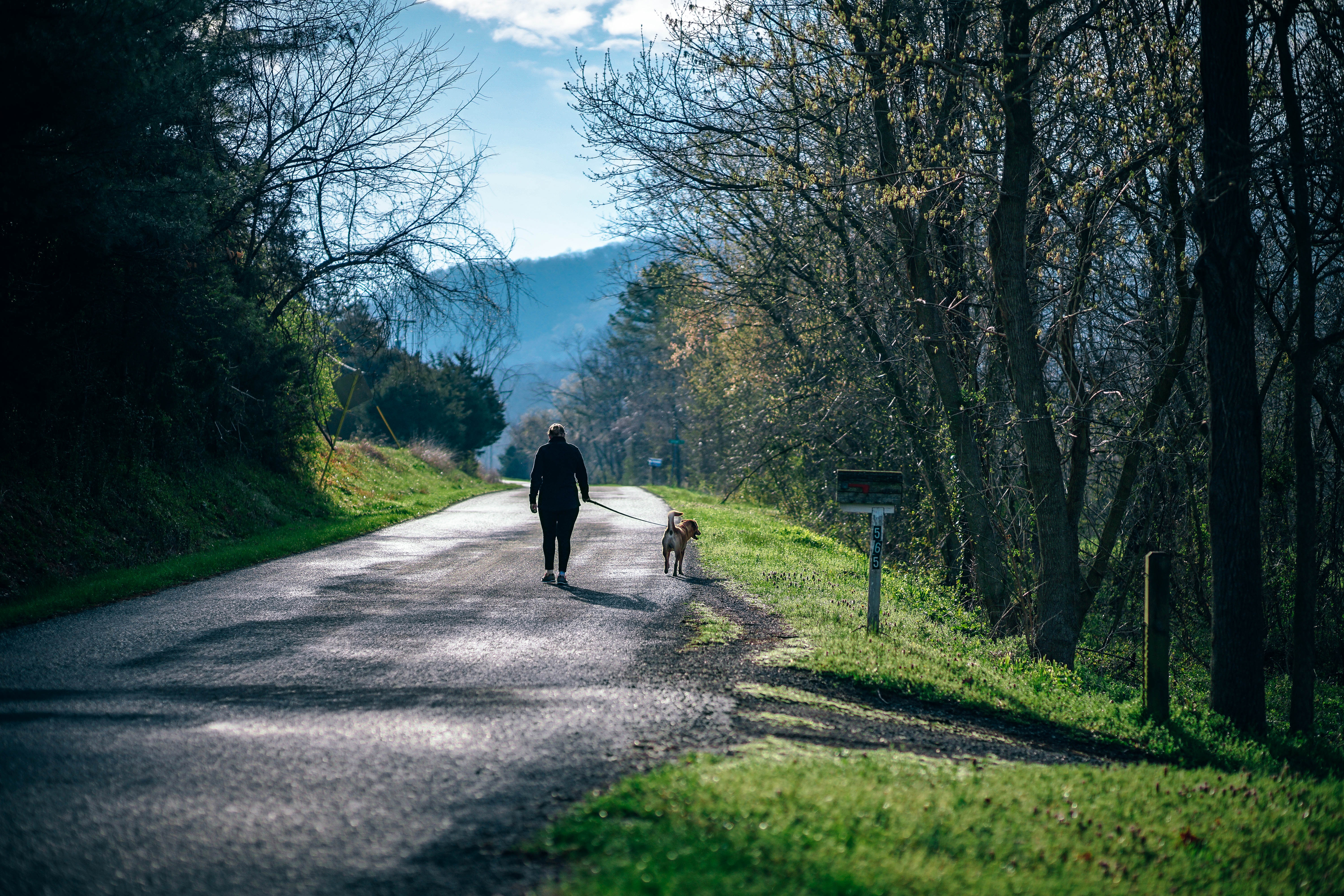 Woman Walking Dog Road Forest