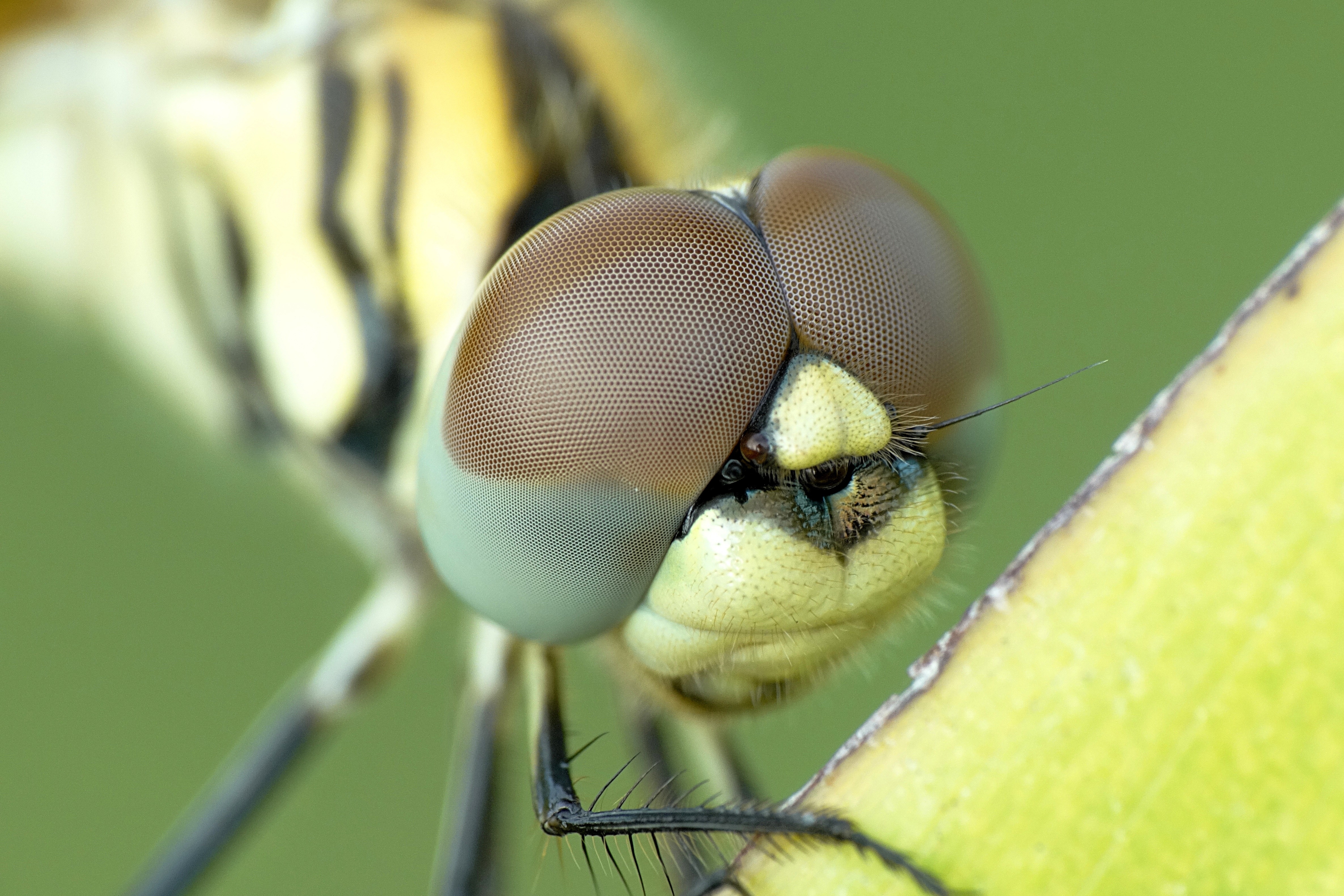 Yellow Black Dragonfly Closeup