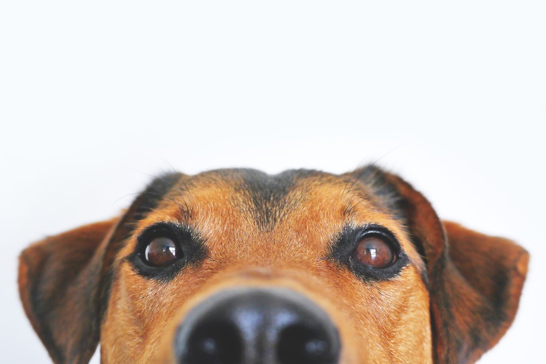 Cute Dog Nose White Background