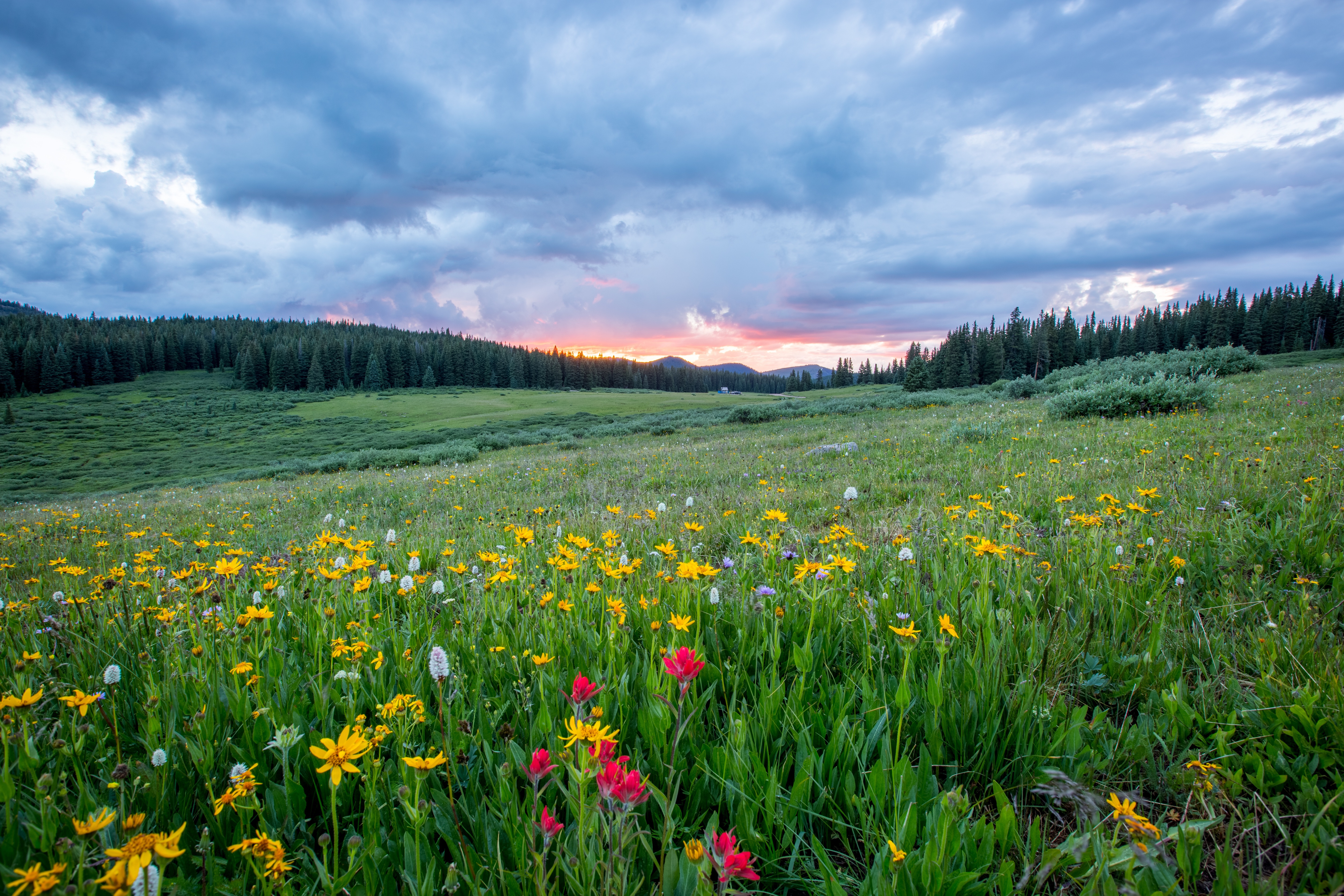 negative-space-flowers-color-forest-clouds-joel-holland.jpg