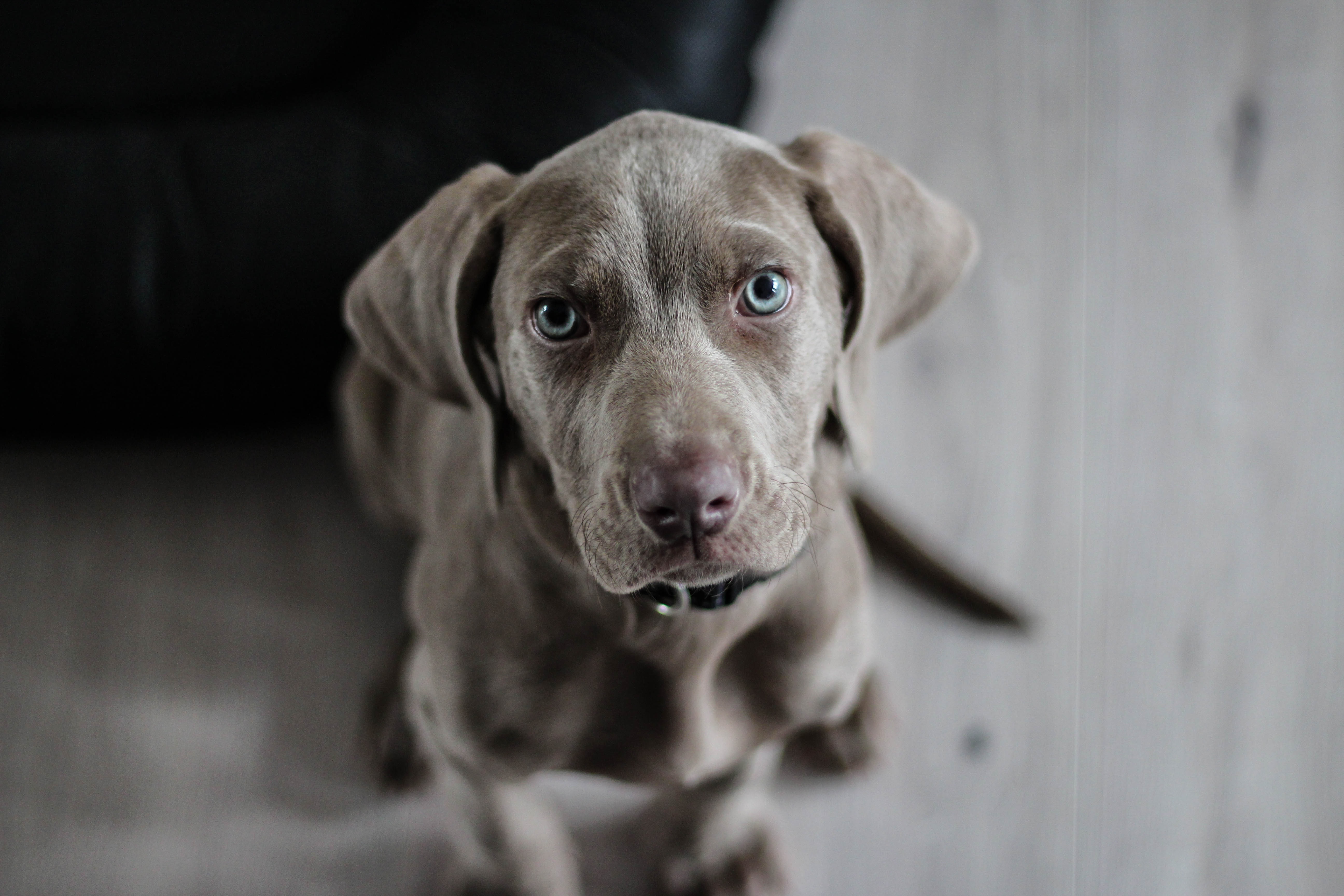 Lab Puppy Dog