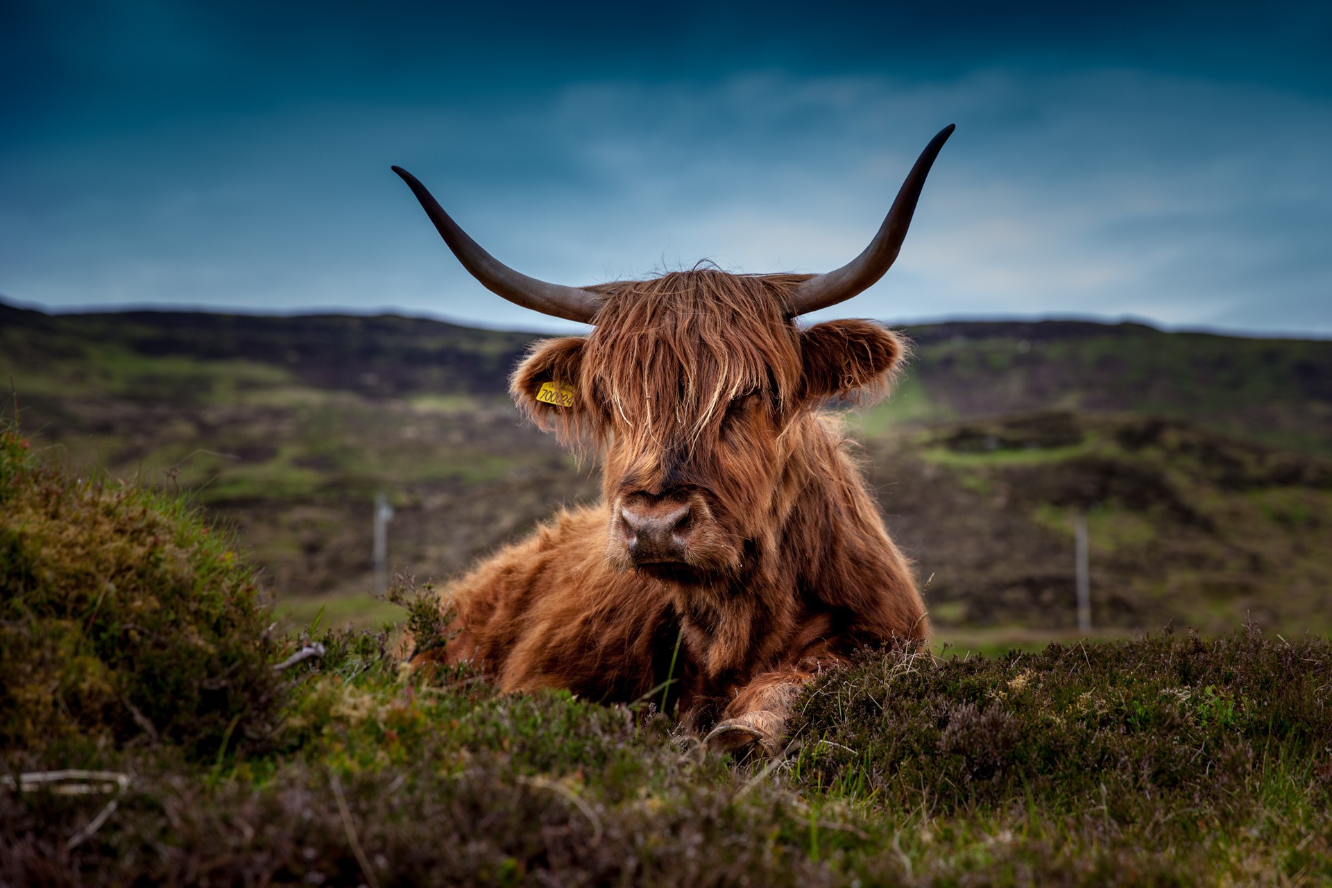 Scottish Highland Cow Moors