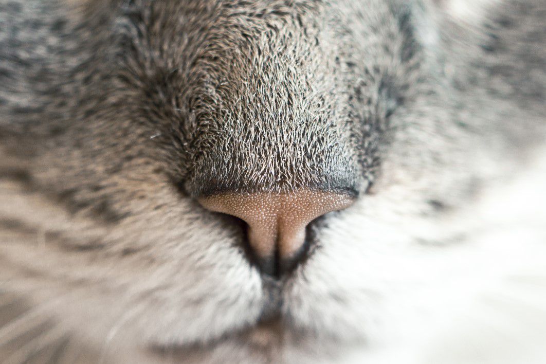 Cat Nose Closeup